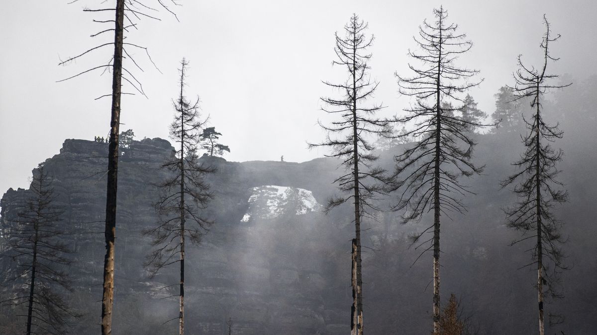 Vědci zbořili mýtus. Uklizené dřevo by požár v Českém Švýcarsku urychlilo